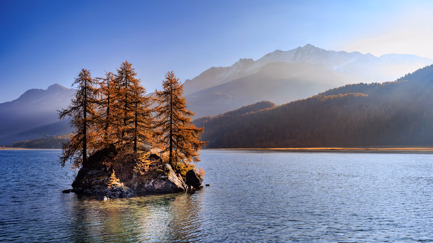 Insel mit ein paar Lärchen im Silsersee