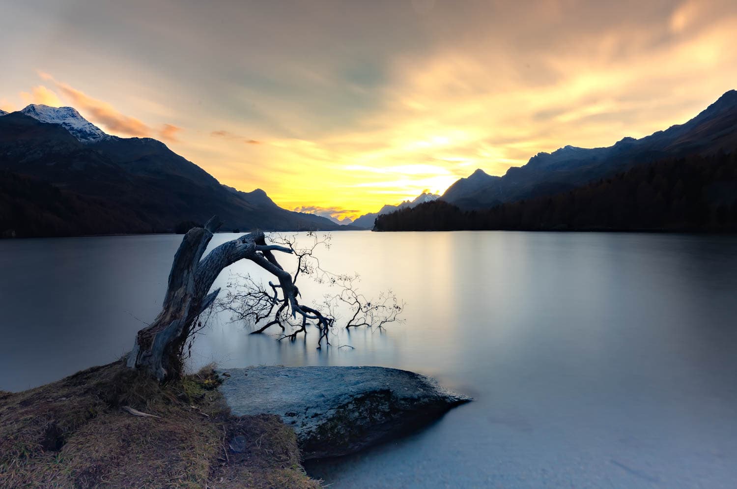 Gekrümmter Baum am Silsersee